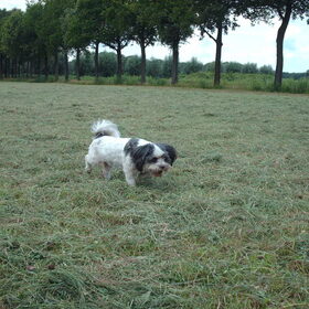 Hondenfoto van liesbeth,Turbo,Luna, Levi en Faith