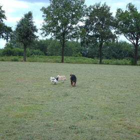 Hondenfoto van liesbeth,Turbo,Luna, Levi en Faith