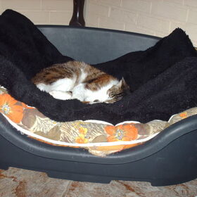 Das fijn als je een mand koopt voor je hond en de poes neemt…