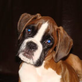 Op deze foto is Diesel, toen nog Rolex, 11 weken oud. Wat een…