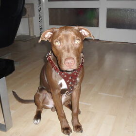 King met zn nieuwe tuigje:D