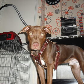 Hondenfoto van INI    King & Yarah