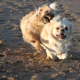 heerlijk uitleven op het strand