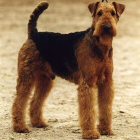 een airdale terrier. heeft wel iets wel van levi