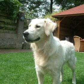 Stoere lieve kerel