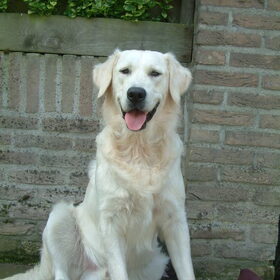 in de puppyzit!