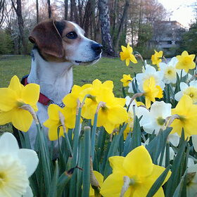 roxy tussen de tulpen