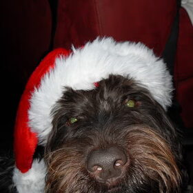 Fester met kerst