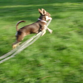 Effe lopen