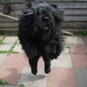 dit is dus de vader van shadow