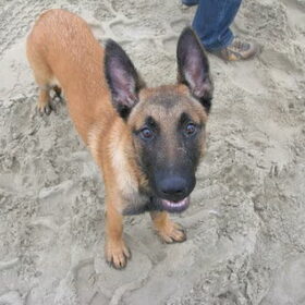 Rocko
