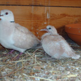 Hondenfoto van liesbeth,Turbo,Luna, Levi en Faith