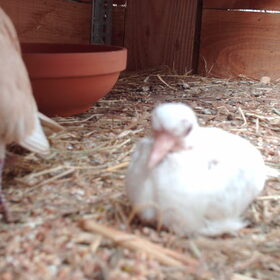 Hondenfoto van liesbeth,Turbo,Luna, Levi en Faith