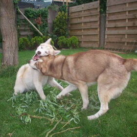 Killerhusky's