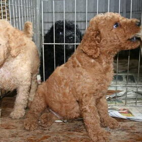 Terry's poedel nestbroertjes, 6 wkn. oud