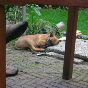 Kleine lieve rocko
