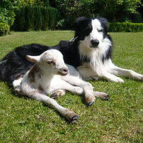 Mick en Kees, ons leb-lam.