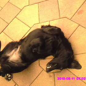 Hondenfoto van Jolanda *** Luca & Fleur***