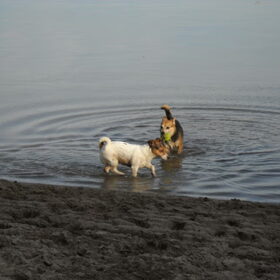 Hondenfoto van Liz Sita & Chica