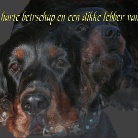 Hondenfoto van J. & T. van H & D