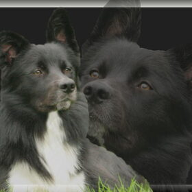 Hondenfoto van J. & T. van H & D