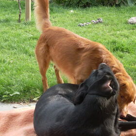 honden (13)