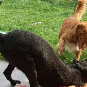 honden (14)