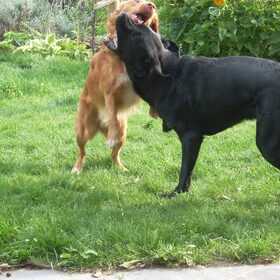 honden (15)