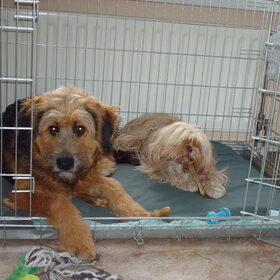 Hondenfoto van liesbeth,Turbo,Luna, Levi en Faith