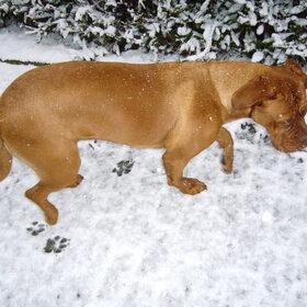 sneeuw vind ze geweldig