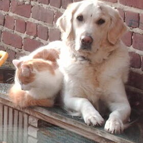 Dit is onze golden retrieven Zita. Zij is twee jaar geworden in…