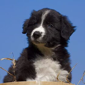 Hondenfoto van Hetty & Skipper
