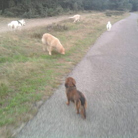Hondenfoto van Chocomelk van Jessy & Storm en ***Blondie & Tara***