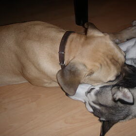tyson 11 mnd en snow anderhalf
