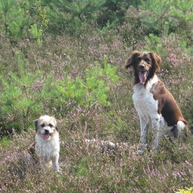 Samen met Tobias in de Heide