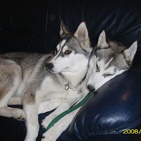 Snowie lijkt net een 2koppig hondje:P
