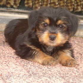 Onze Benji als pup (2008)