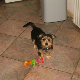 Na Benji's eerste trimbeurt