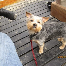 Benji op een terrasje in Scheveningen