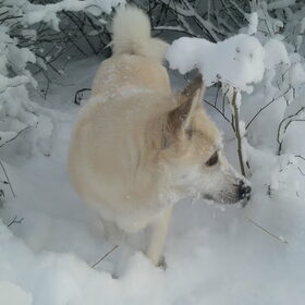 Niki heeft net zitten graven in de sneeuw :P