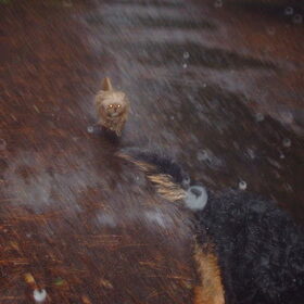 Luna zit Levi achterna in de regen. Ze genieten volop.