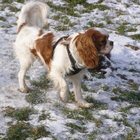 leuk he sneeuw