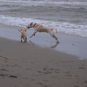 boas en noa op het strand