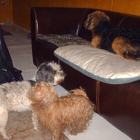 Hondenfoto van liesbeth,Turbo,Luna, Levi en Faith