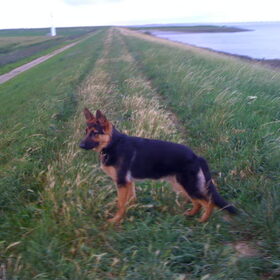 op de dijk van Stavenisse