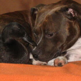Deze mooie engelse staffordshire bull terrier is nu ander half…