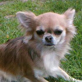dit is mijn klein chihuahua teefje ze is bruin met een zwarte…