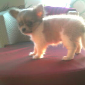 Dit is Dolce 3 maanden en 1 dag oud is een jongen Chihauha…