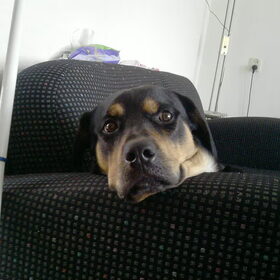 Lieve lobbes