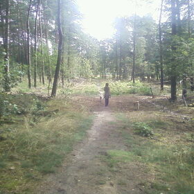 In het bos